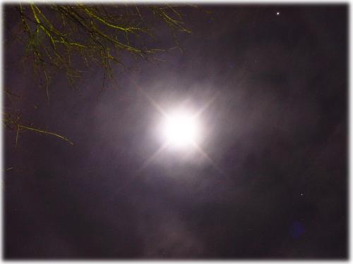 the moon and some trees.